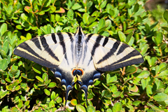 Iphiclides feisthamelii