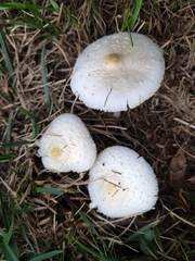 Chlorophyllum molybdites