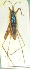 Limnogonus cereiventris