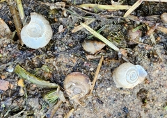 Planorbella trivolvis