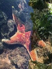 Dermasterias imbricata