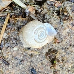 Planorbella trivolvis