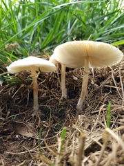 Chlorophyllum molybdites