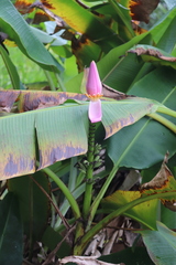 Musa ornata
