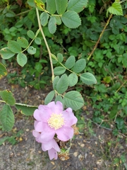 Rosa californica