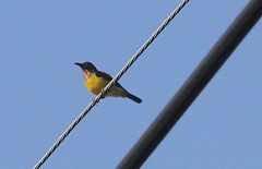 Anthreptes malacensis