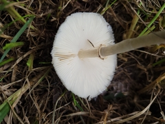 Chlorophyllum molybdites