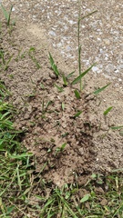 Solenopsis saevissima