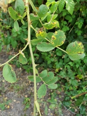 Rosa californica