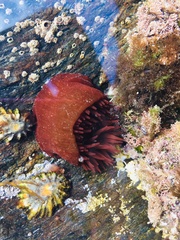 Actinia equina
