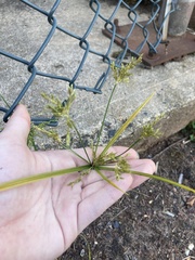 Cyperus iria