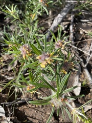 Pultenaea petiolaris