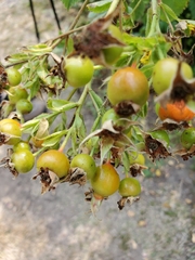 Rosa californica