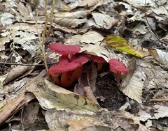 Hygrocybe coccinea