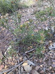 Pultenaea petiolaris