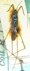 Limnogonus cereiventris