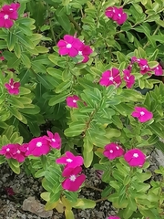 Catharanthus