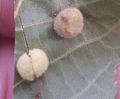 Caryomyia