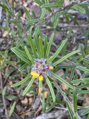 Pultenaea petiolaris
