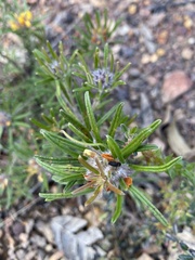 Pultenaea petiolaris