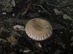 Russula compacta