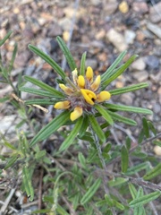Pultenaea petiolaris