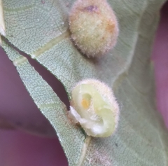 Caryomyia