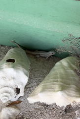 Leiocephalus personatus