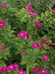 Catharanthus