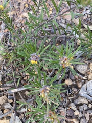 Pultenaea petiolaris