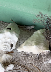 Leiocephalus personatus