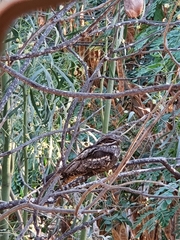 Caprimulgus europaeus