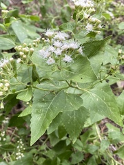 Ageratina herbacea