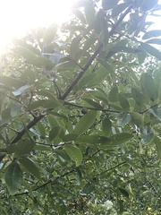 Quercus imbricaria
