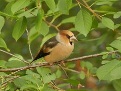 Coccothraustes coccothraustes