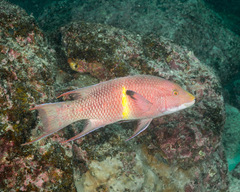 Mexican Hogfish photo 5