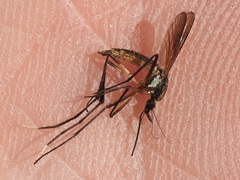 Psorophora longipalpus