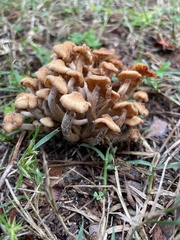 Desarmillaria caespitosa