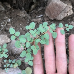 Pellaea intermedia