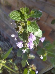 Ballota nigra