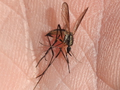 Psorophora longipalpus