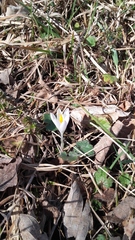 Crocus