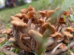 Desarmillaria caespitosa