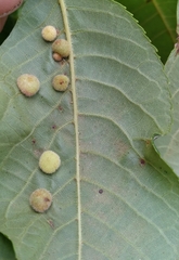 Caryomyia
