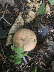 Russula compacta