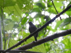 Dysithamnus mentalis