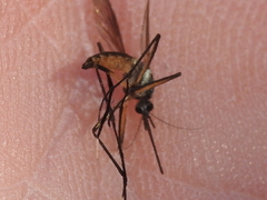 Psorophora longipalpus