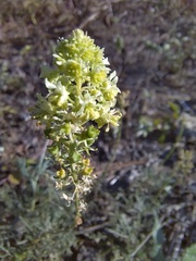 Reseda lutea