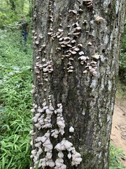 Trichaptum abietinum