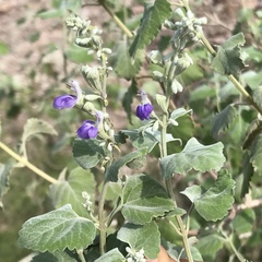 Salvia pinguifolia